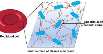 魎胃眀疤ipmeasurement